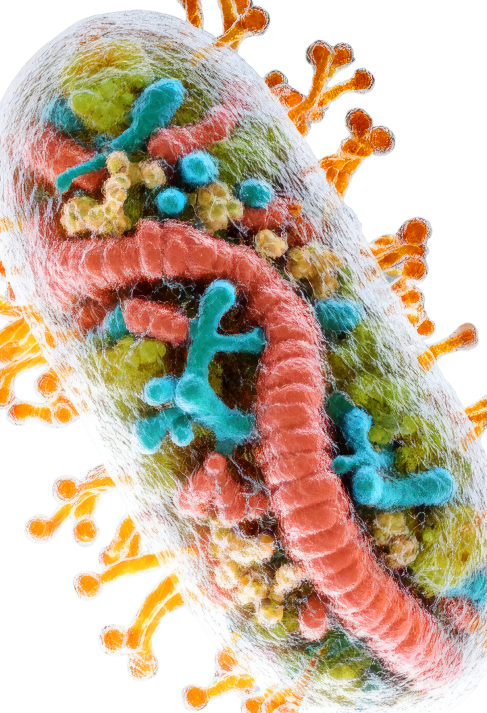 mitochondria